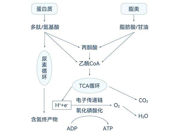 蛋白质和脂肪酸的降解