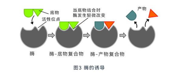 酶的诱导