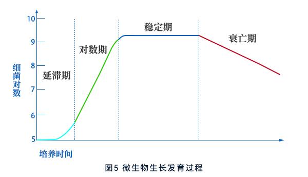 微生物生长发育过程