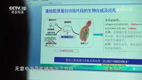 类人胶原蛋白 类人胶原蛋白