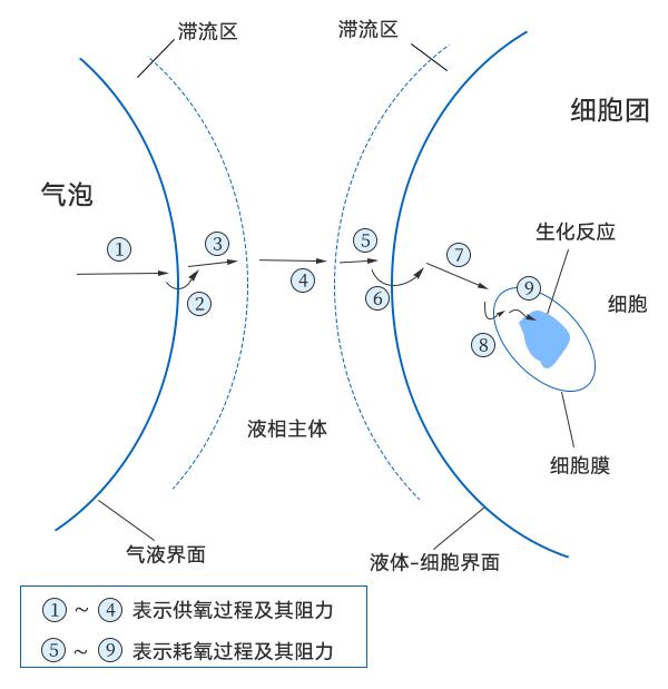 氧从气泡到细胞中传递过程示意图